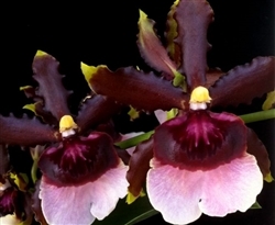 Oncidium Witch's Fire 'Ablaze'