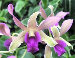 Dendrobium Dragon Fly ‘Variegated’