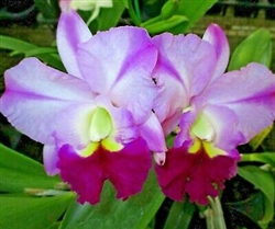 Blc. Robert's Choice