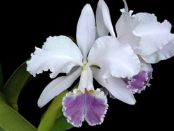 Cattleya gaskelliana v. coerulea