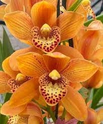 Cymbidium Golden Enzan