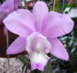 Cattleya Loddigesii 'aranda' Am Aos X Nobilior V. Amaliae H&r