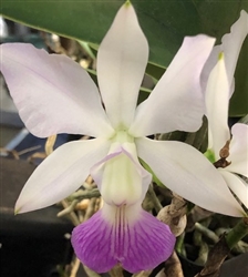 Cattleya walkeriana var. semi alba x semi alba... Full Plants!