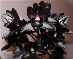 Catasetum/ Fred. After Dark black Pearl Black Orchid. Rare -  Denmark